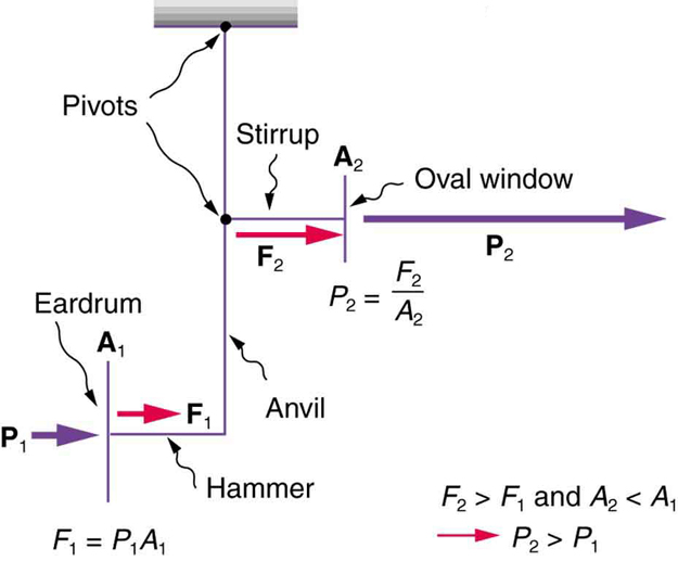 The schematic diagram of the middle ear’s system for converting sound pressure is shown. There is a pressure P one applied on the ear drum shown as a vertical line. The pressure P one travels along a horizontal line marked hammer as force F one. Then up a vertical line marked anvil and reaches a point marked pivot. Then this travels as a force F two along a horizontal line marked stirrup and reaches the oval window shown by a vertical line then passes by it as pressure P two. The pivot point has another support held vertically.