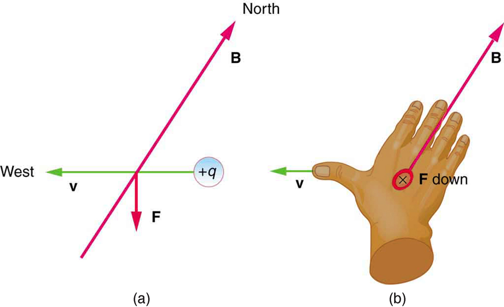 The effects of the Earth’s magnetic field on moving charges. Figure a shows a positive charge with a velocity vector due west, a magnetic field line B oriented due north, and a magnetic force vector F straight down. Figure b shows the right hand facing down, with the fingers pointing north with B, the thumb pointing west with v, and force down away from the hand.