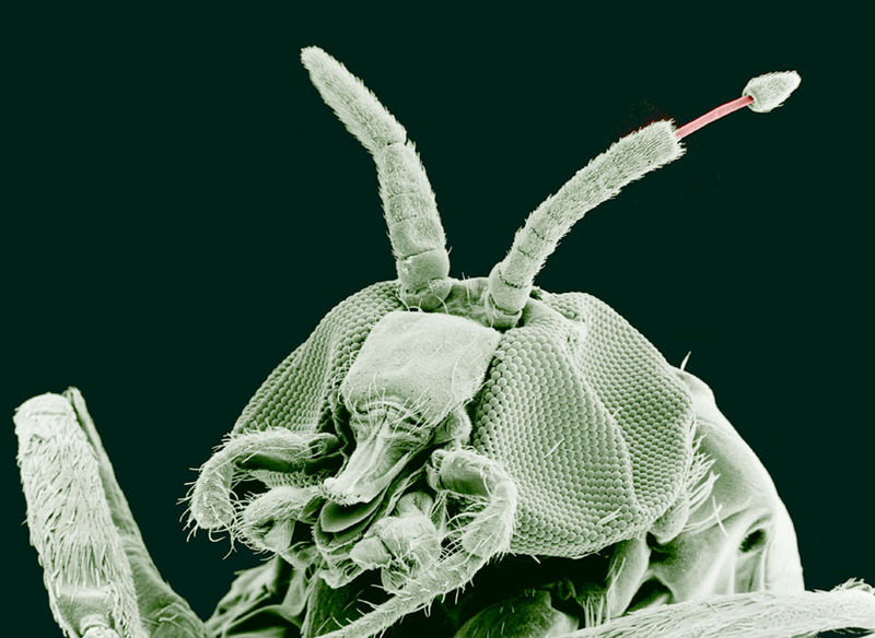 A magnified image of a black fly obtained from an electron microscope showing its antennae and tentacles.