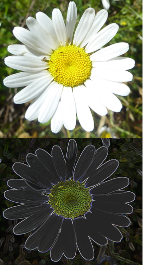 A white daisy and a black daisy