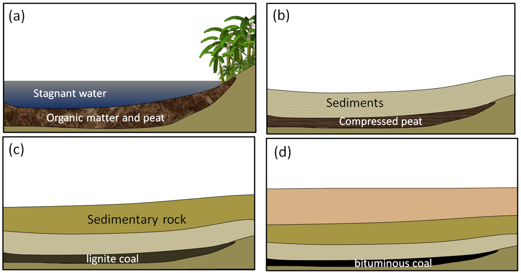 formation of fossil fuels diagram