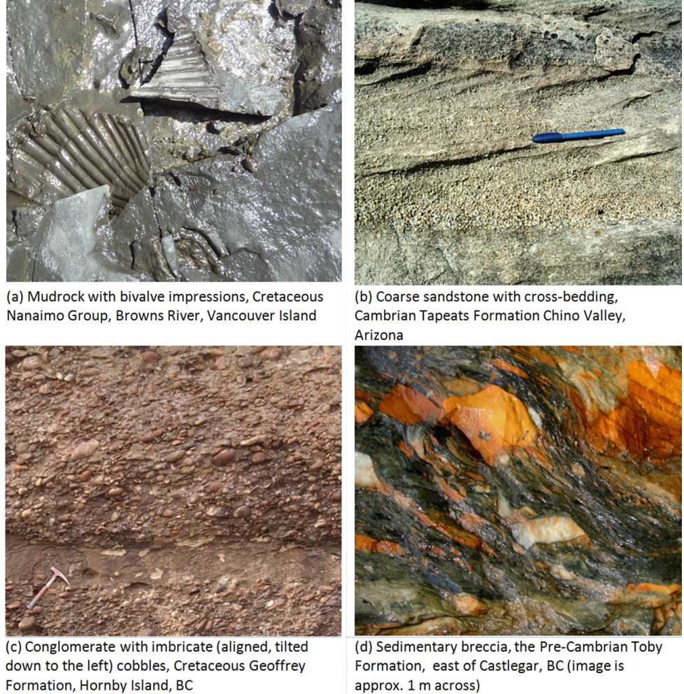 organic sedimentary rocks list