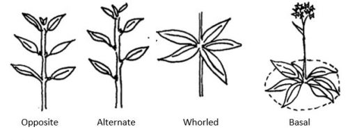 Plant Morphology Leaves Red Seal Landscape Horticulturist Identify