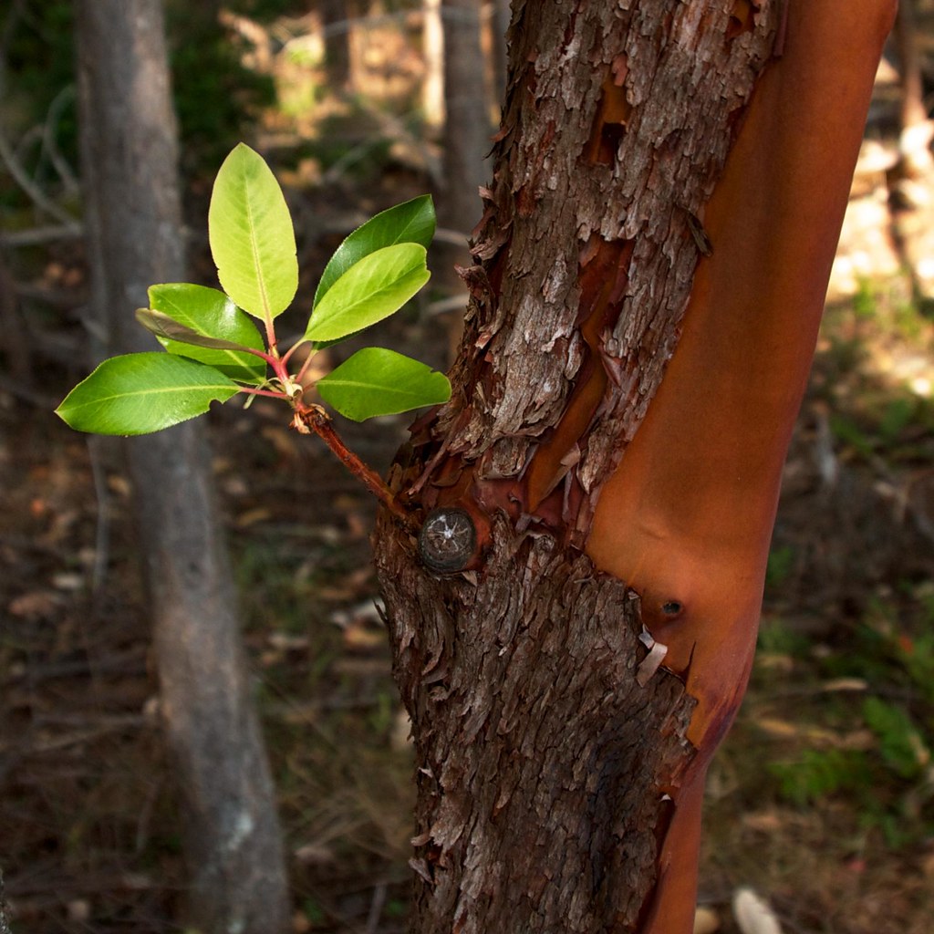 Arbutus menziesii