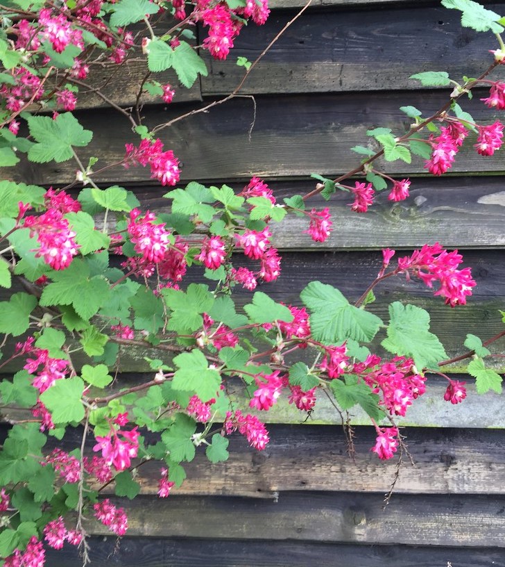Ribes sanguineum