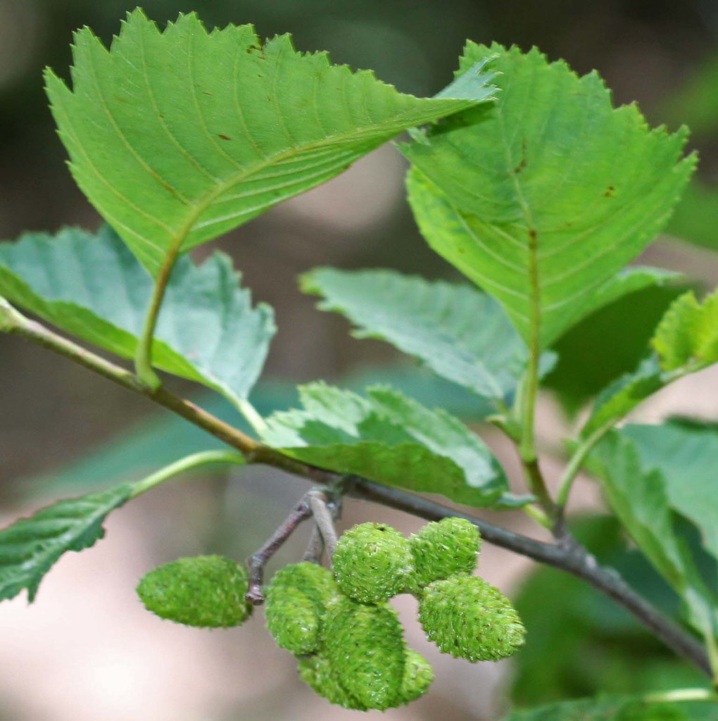 Alnus rubra