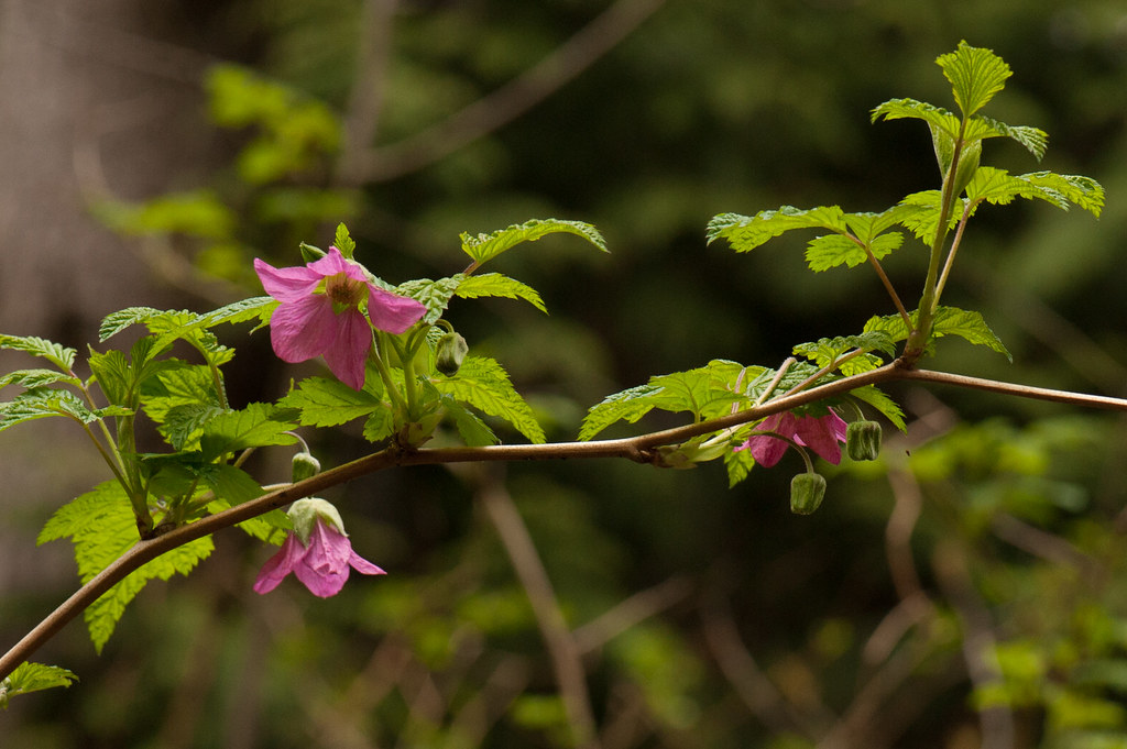 Rubus spectabilis