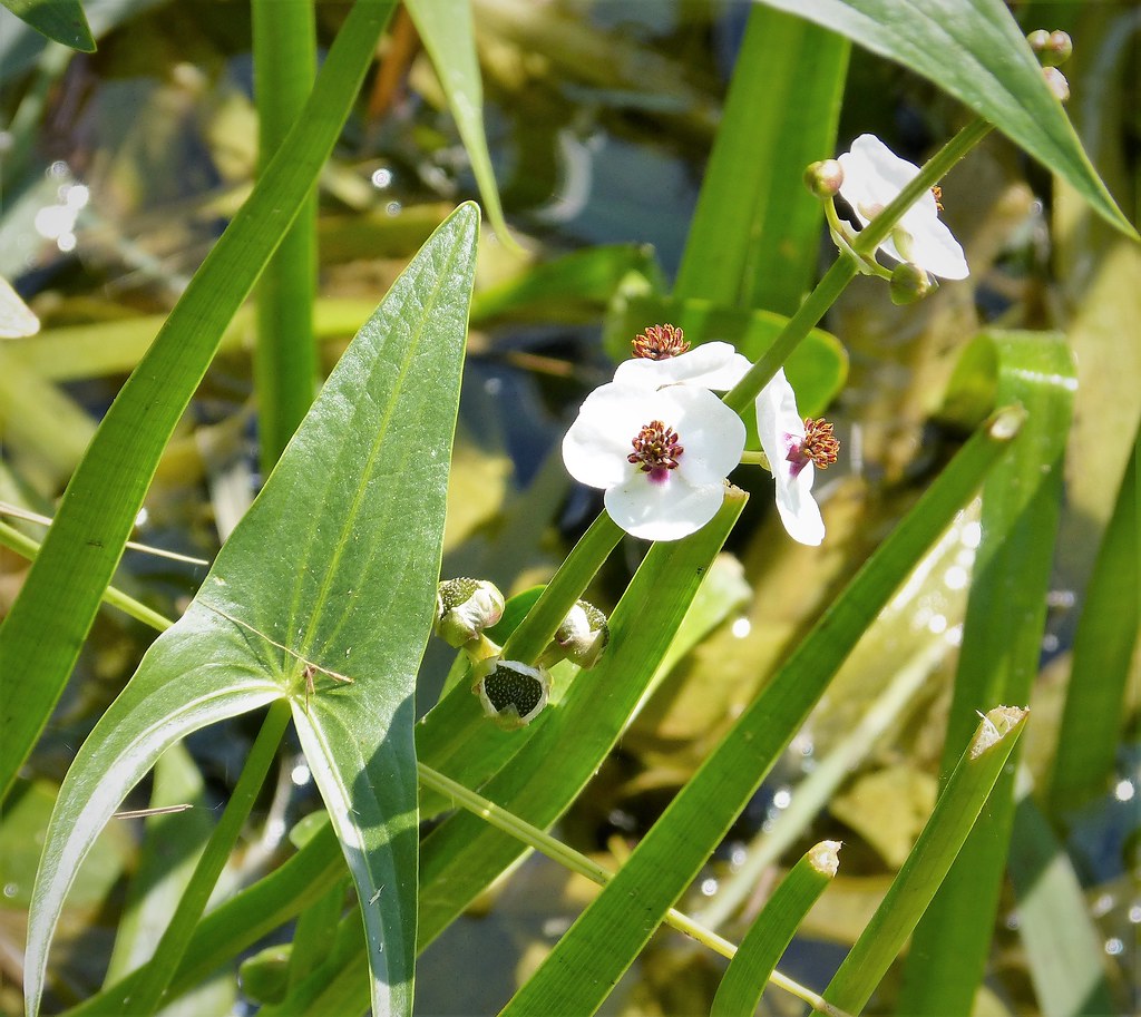 Sagittaria latifolia