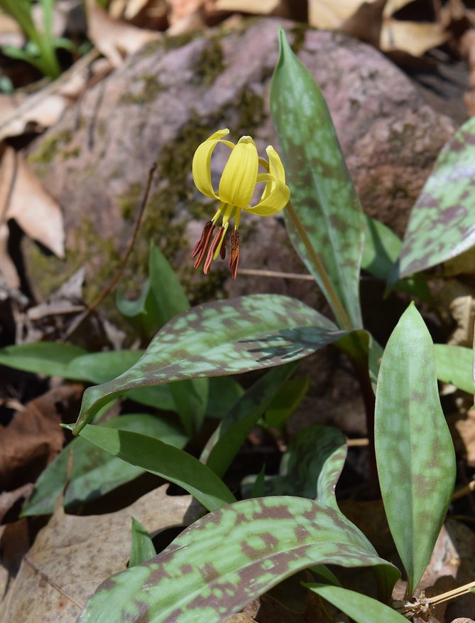 Erythronium americanum