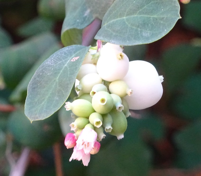 Symphoricarpos albus