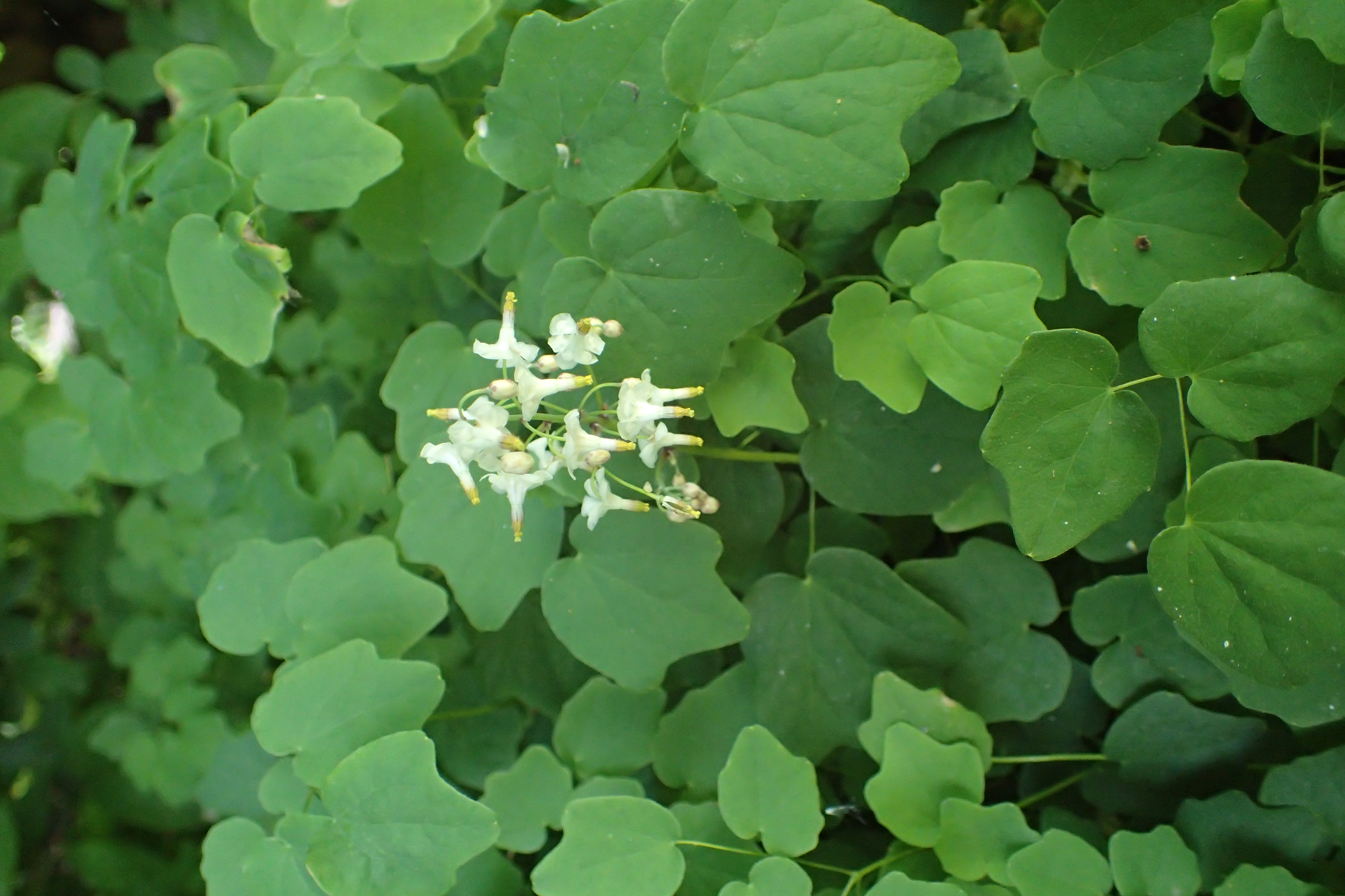 Vancouveria hexandra