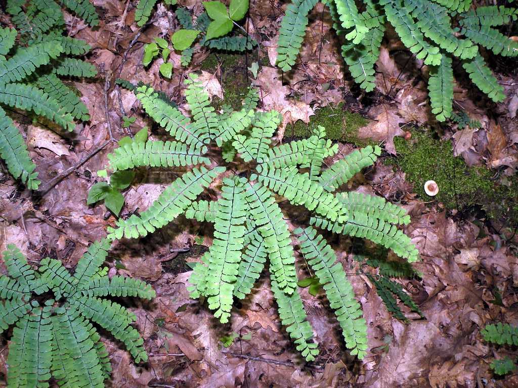 Adiantum pedatum