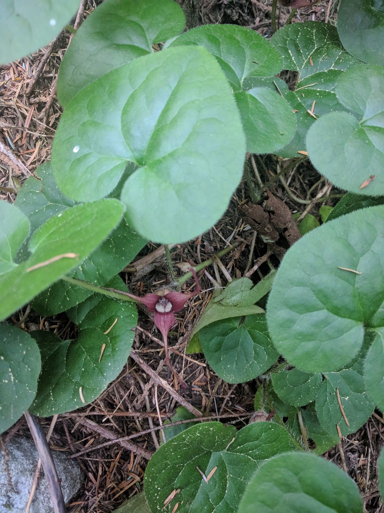 Asarum caudatum