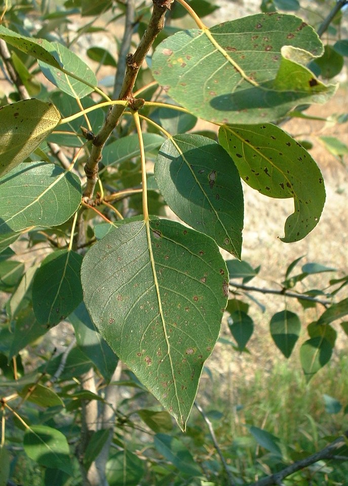 Populus trichocarpa