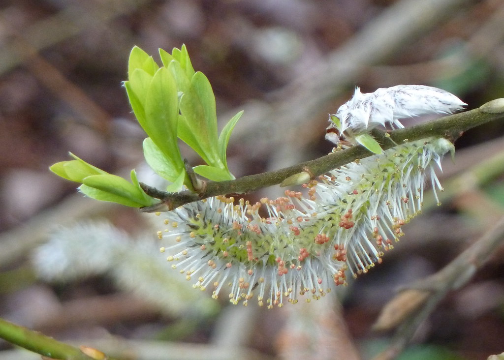 Salix discolor