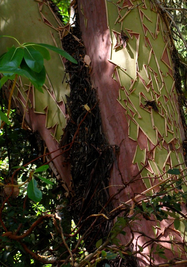 arbutus, madrone