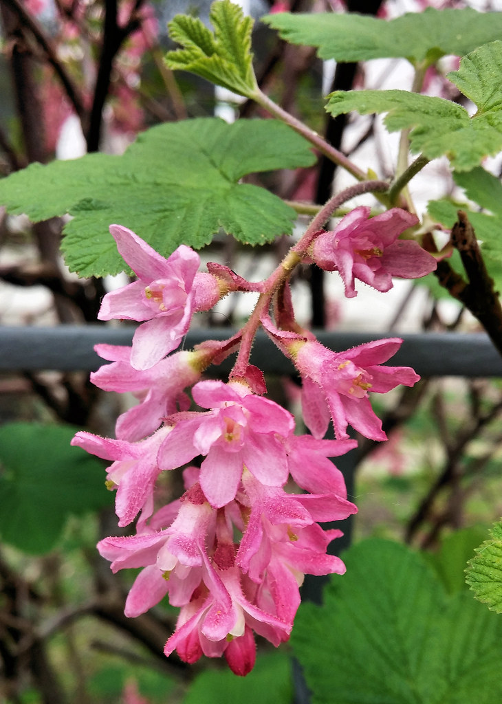 flowering currant, winter currant