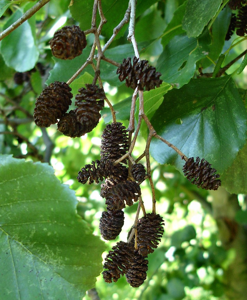 red alder