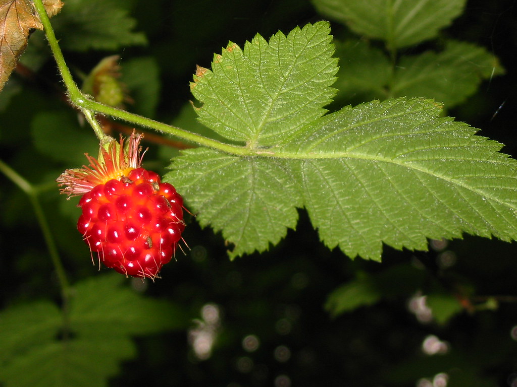 salmonberry