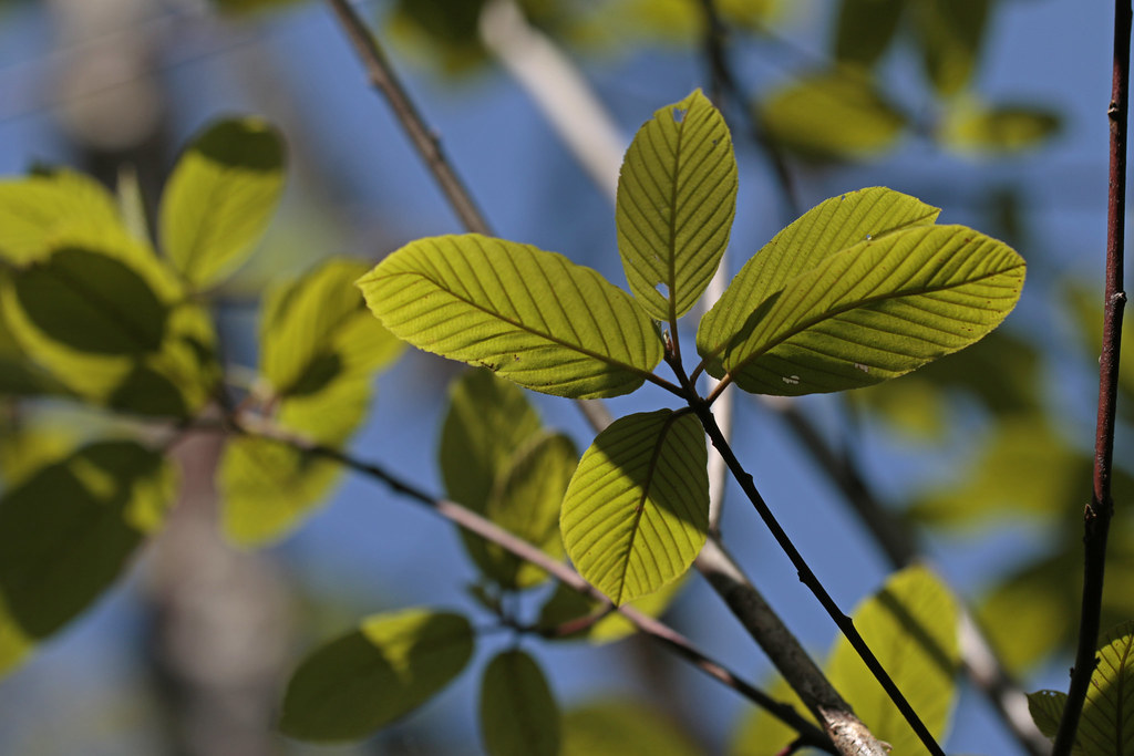 cascara