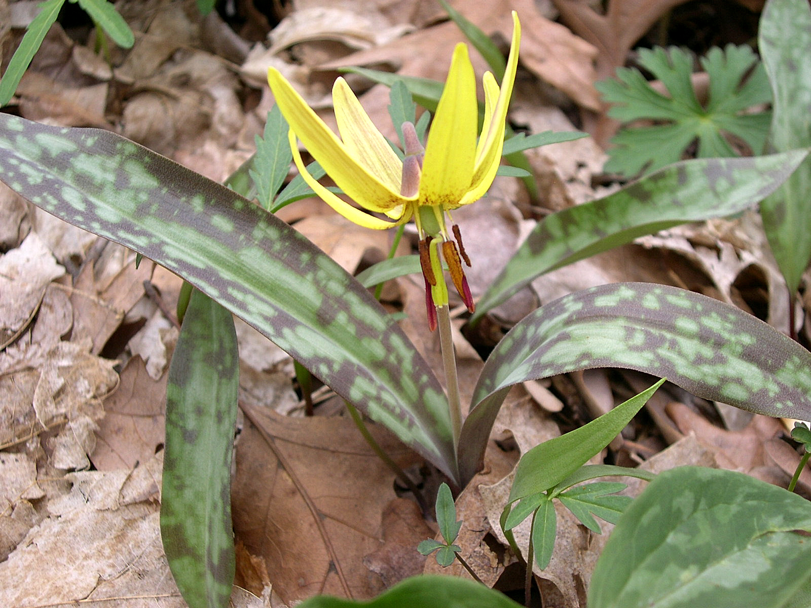 trout lily, adder's tongue