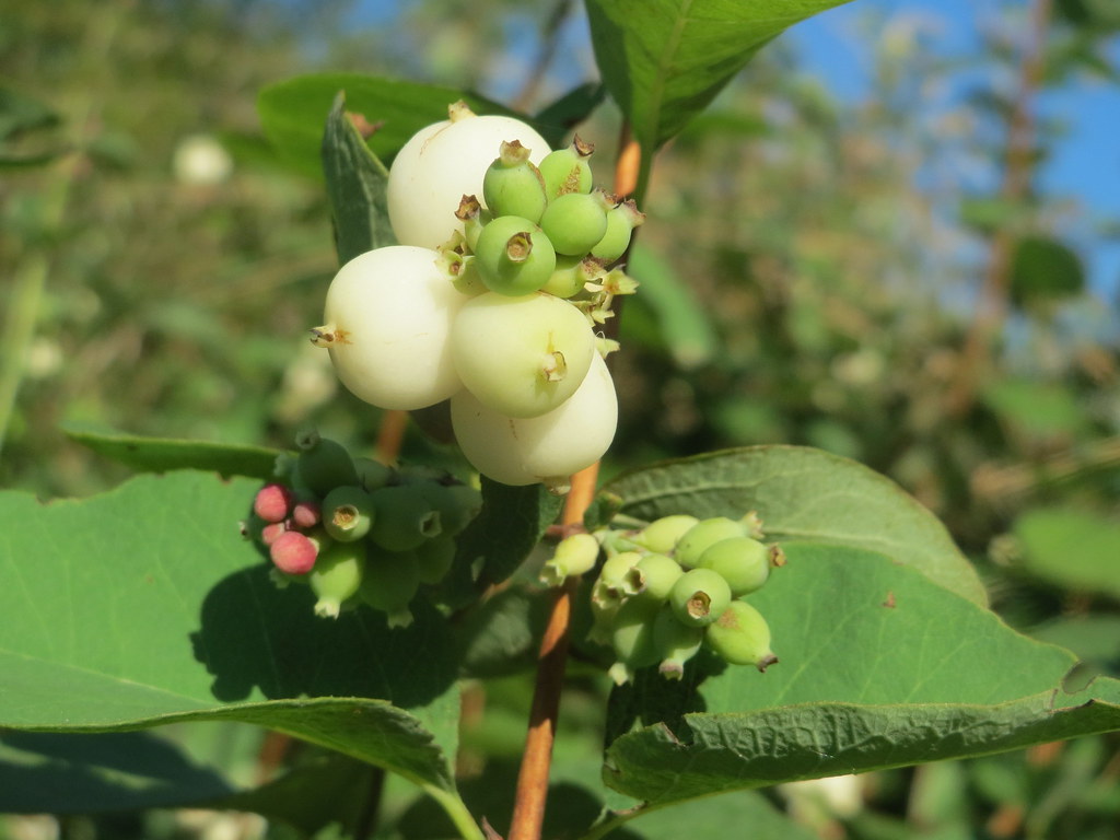 snowberry