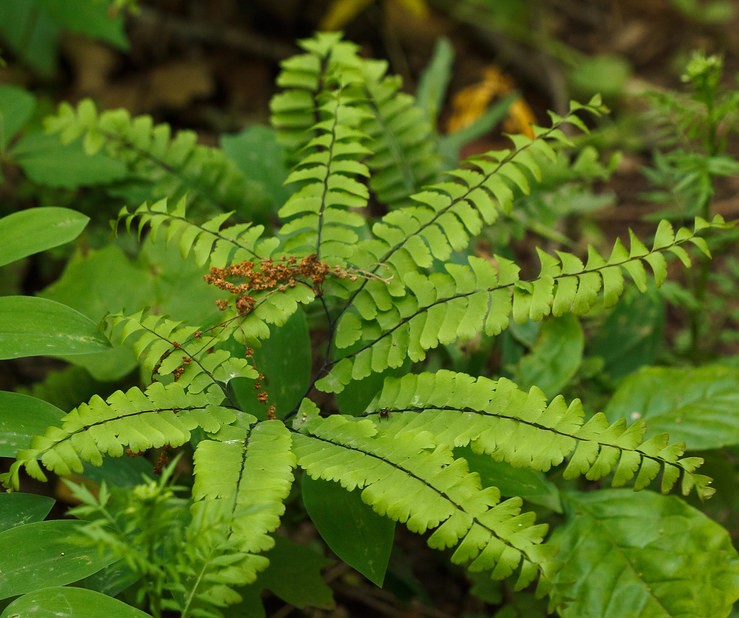 maidenhair fern