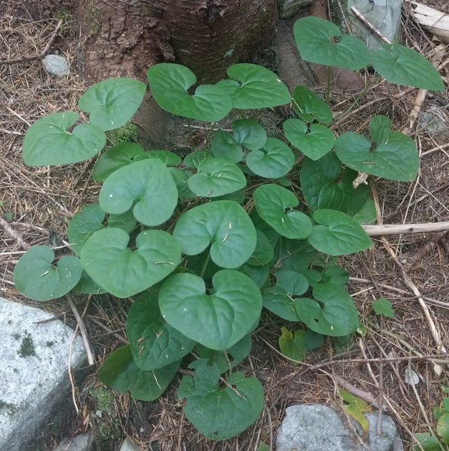 western wild ginger