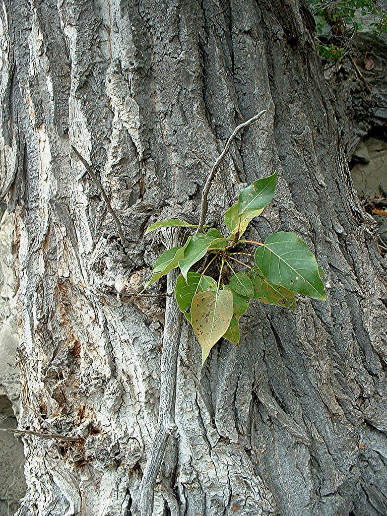 black cottonwood, western balsam poplar