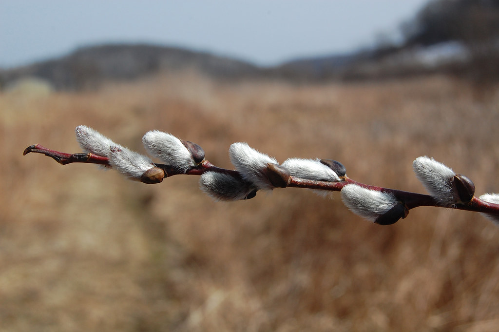 native willow, pussy willow