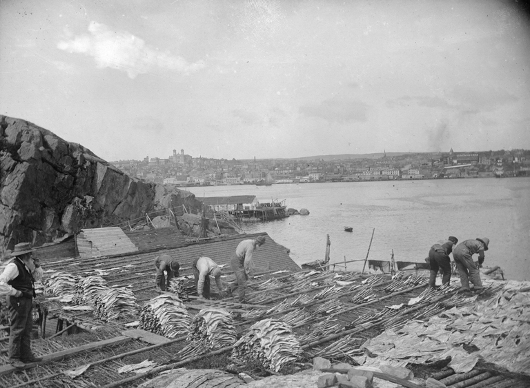 Men stack cod to dry on a dock.