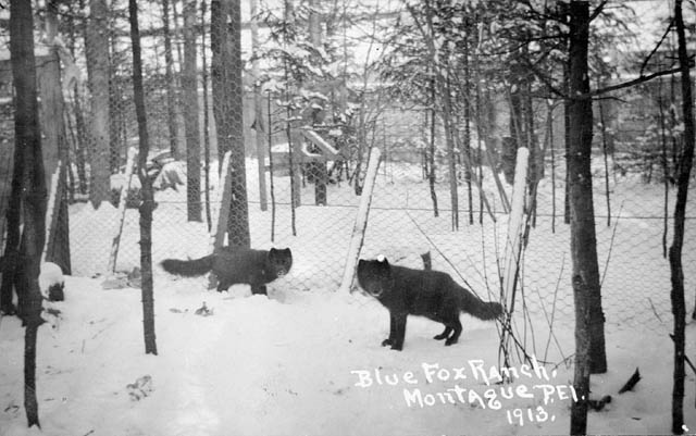 Two foxes stand in an enclosure. Snow coats the ground and the trees surrounding the enclosure.
