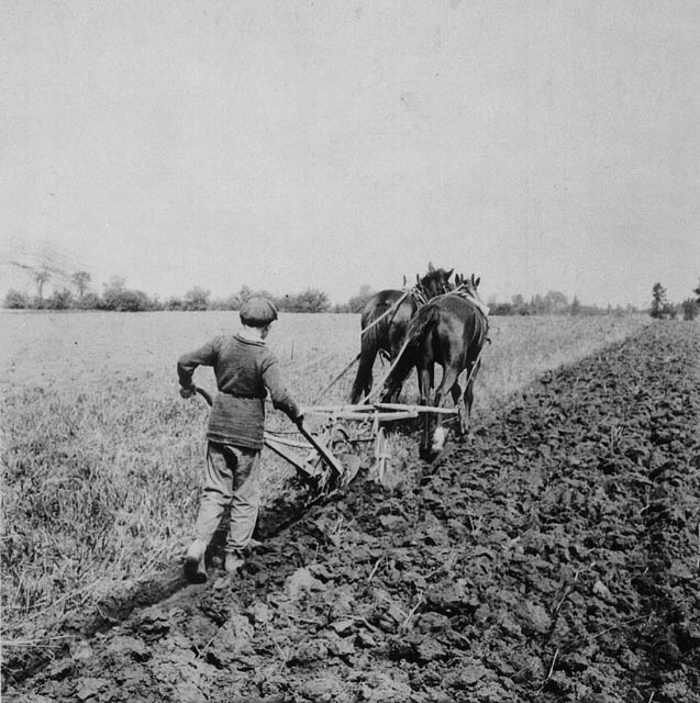 A boy pushes a plough pulled by two horses.