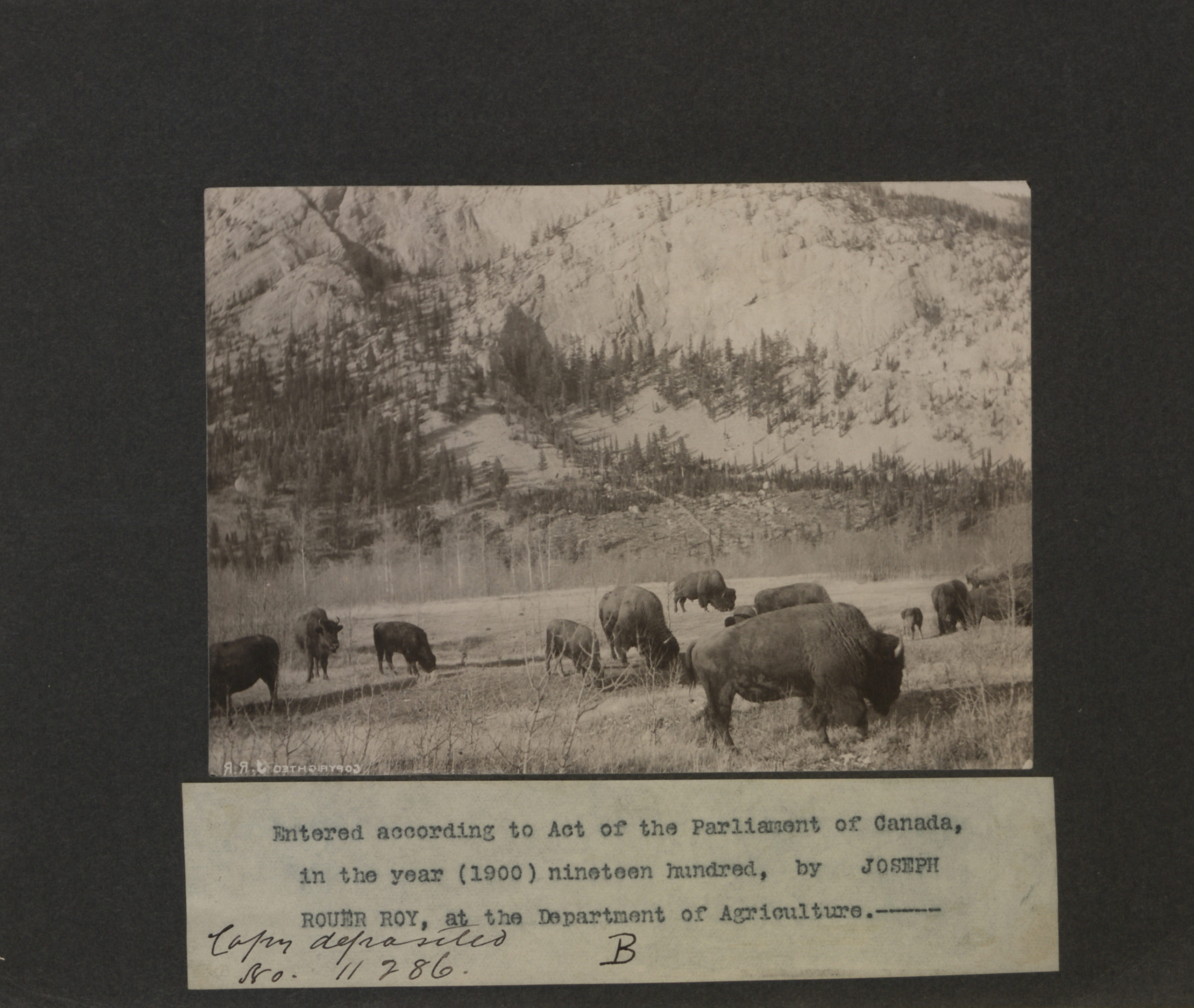 Buffalo herd at the foot of a mountain. Long description available.