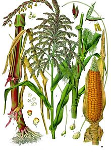 Corn and grain.