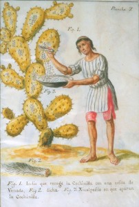 A person uses a deer tail to brush cochineal beetles off a cactus into a bowl.