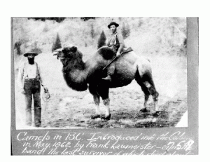 A man sits on a camel holding a gun.