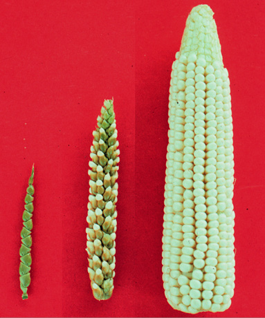 Generations of corn. Long description available.