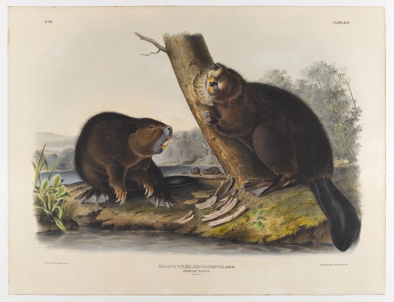 Art showing two beavers with big yellow teeth gnawing at the base of a tree.