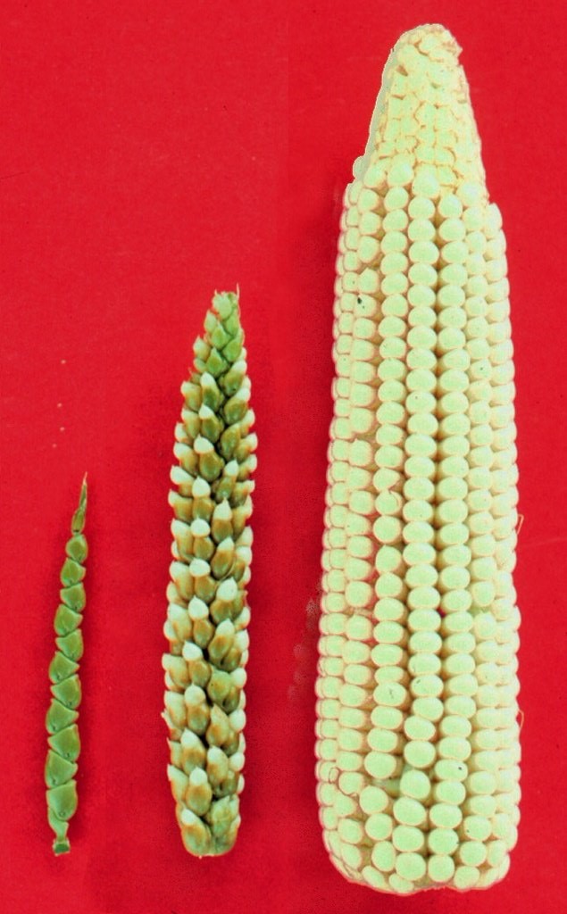 Different species of the corn family. Long description available.