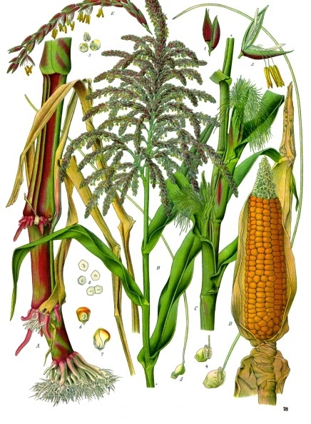 Colour diagram of the parts of the maize plant.