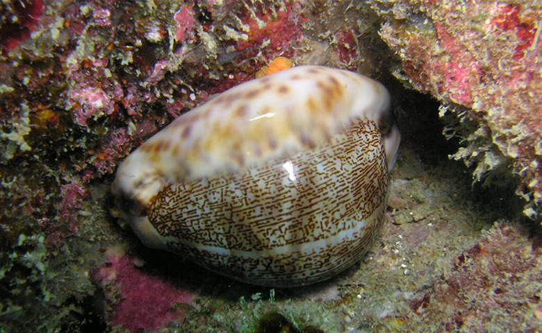 This is a photograph of a cowrie shell under water.