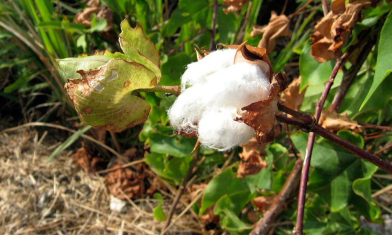 The image is a photograph of a cotton plant.