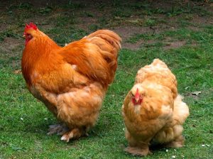 Two chickens.