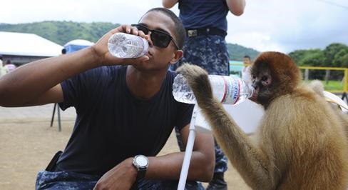 A person drinking from a water bottle, and a monkey next to the person drinking water from a bottle in the same manner