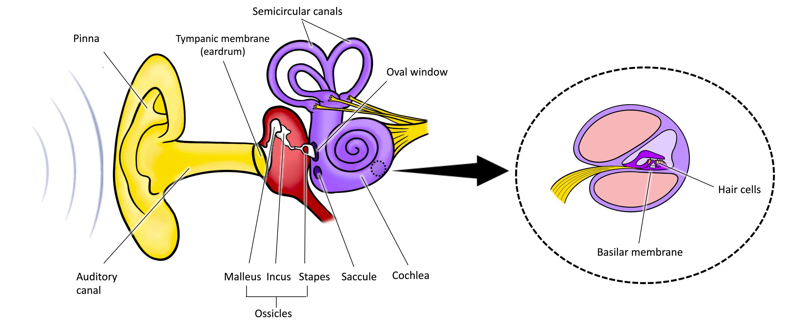 Hearing – Introduction to Psychology