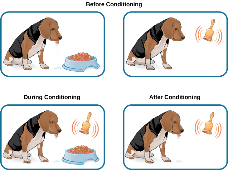 Two illustrations are labeled “before conditioning” and show a dog salivating over a dish of food, and a dog not salivating while a bell is rung. An illustration labeled “during conditioning” shows a dog salivating over a bowl of food while a bell is rung. An illustration labeled “after conditioning” shows a dog salivating while a bell is rung