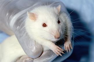 A white rat, being held by human hands.