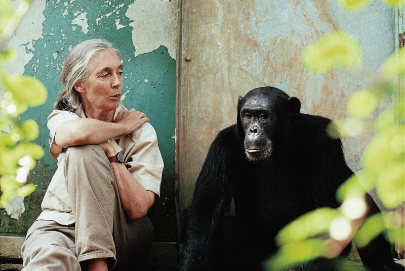 Jane Goodall with a chimpanzee.