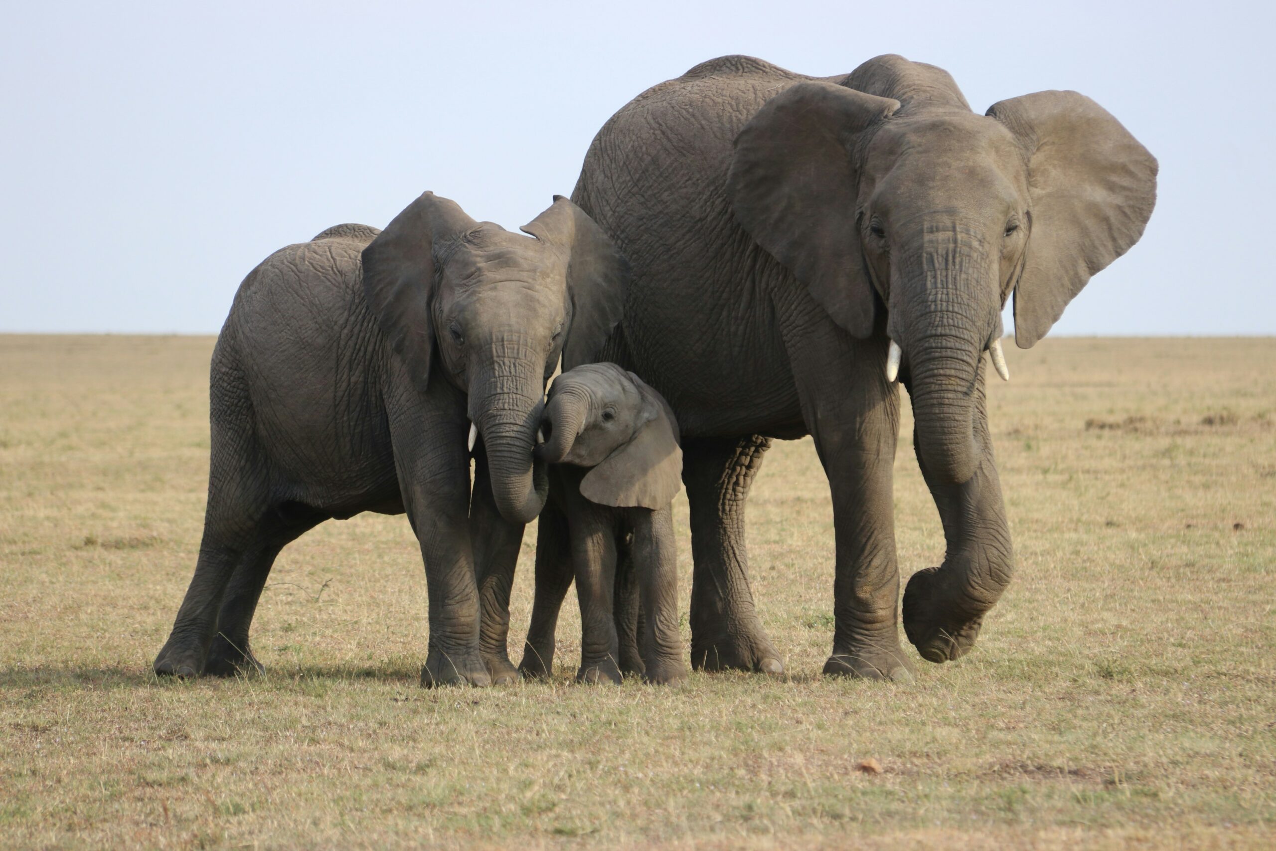 A family of 3 elephants on a savannah. The mother and father are on either side of a baby. 